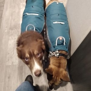 Medium/Large light up/rechargeable dog jacket/coat